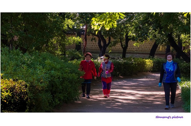 왕릉의 숲속길 -----