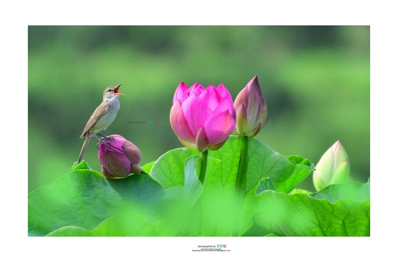 20220630# 주남개개비...