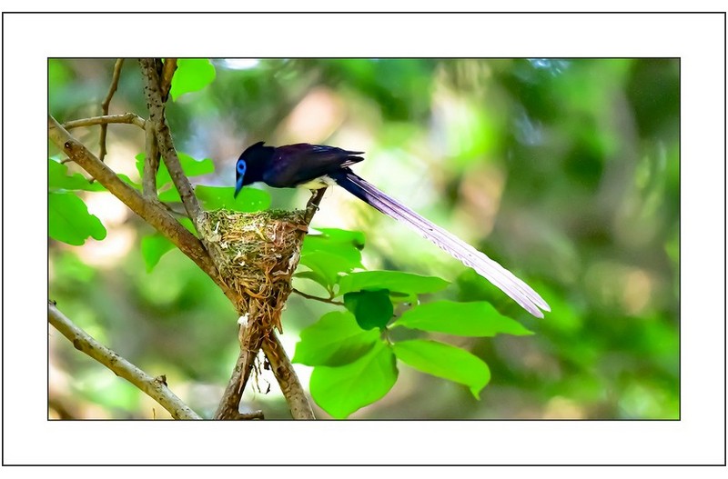 흰긴꼬리딱새,,