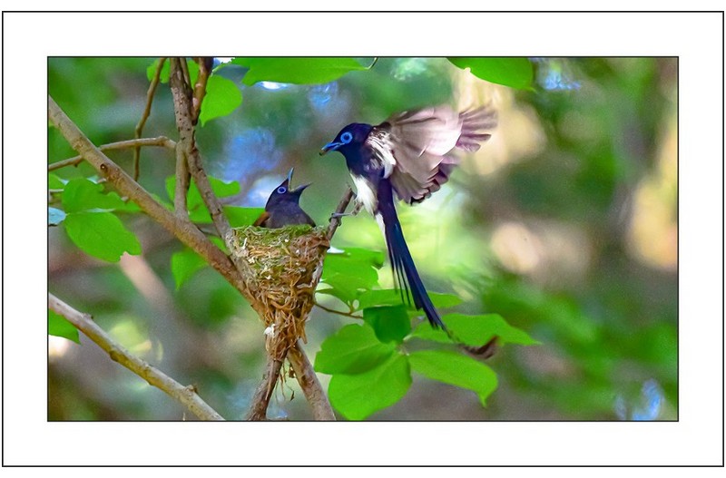 긴꼬리딱새부부,,,