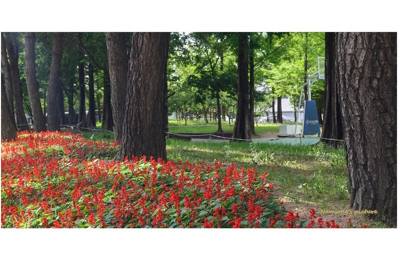 사루비아 꽃이 필때 -----