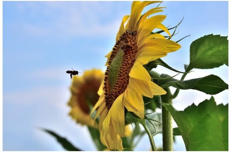 익어가는 해바라기