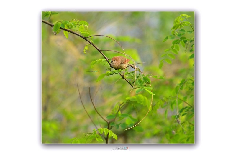 20220419#  오목눈이 인연중에 .....