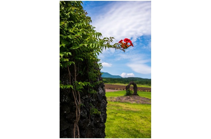 제주에 핀 능소화