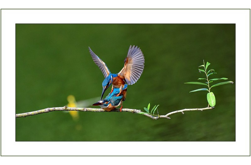 물총새의 짝짓기,,,