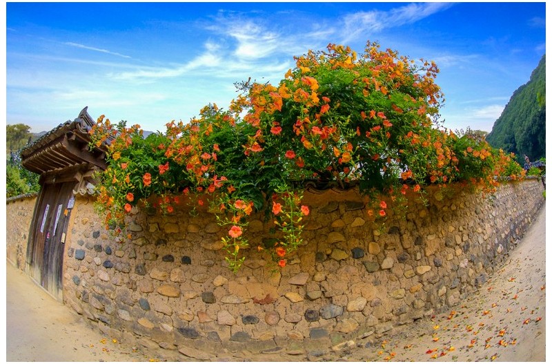 능소화 피는 마을