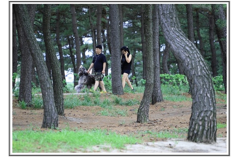 송정 해변  산책