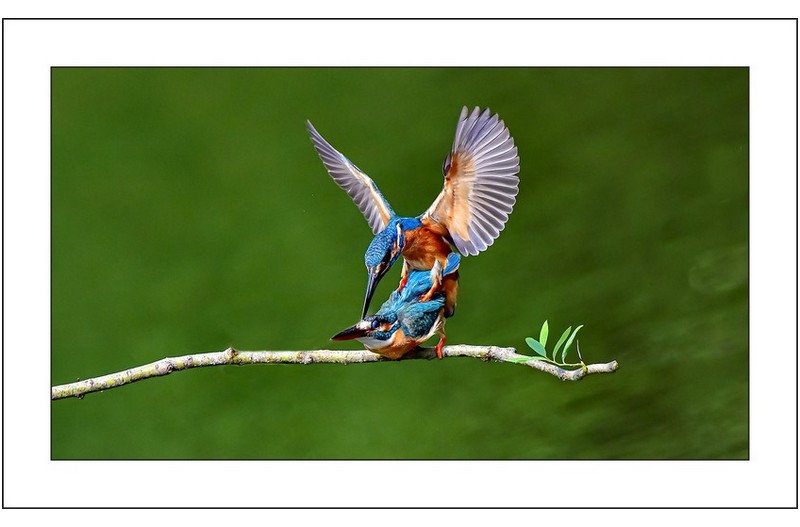 물총새짝짓기,,