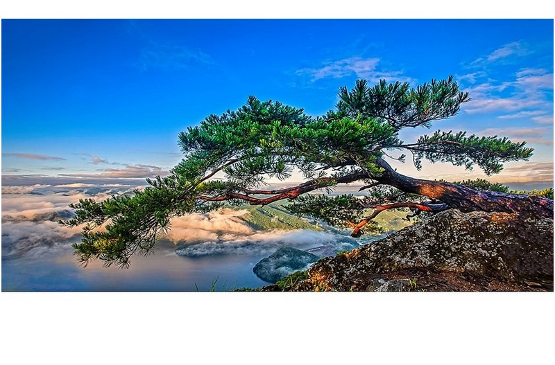 누워있는 소나무