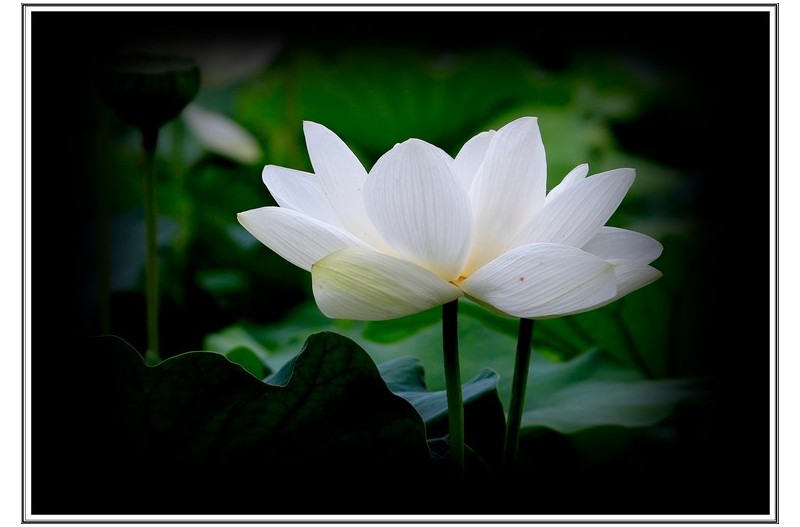 연꽃 에 순결함