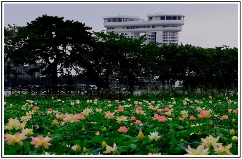 경포 습지 연밭