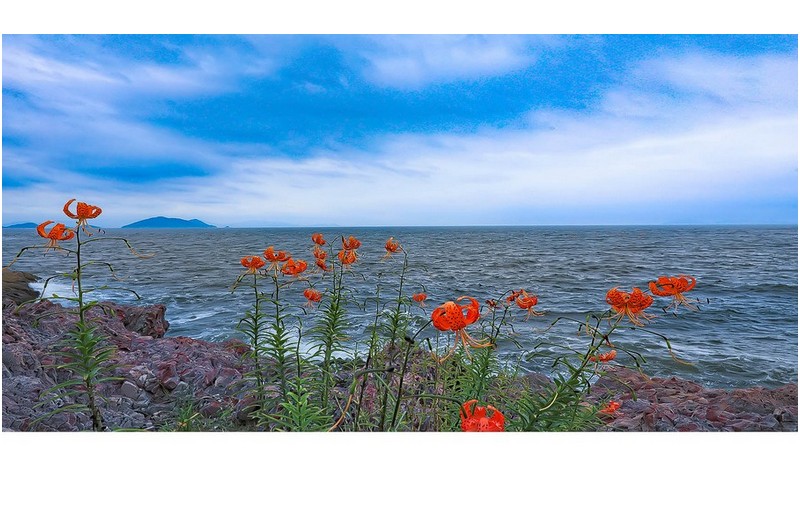 서해바다 나리꽃