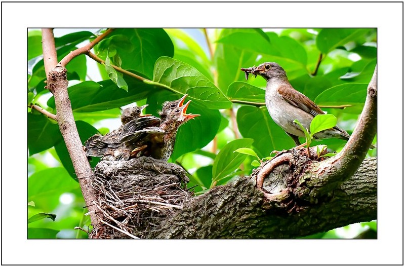 흰배지빠기의육추,,,
