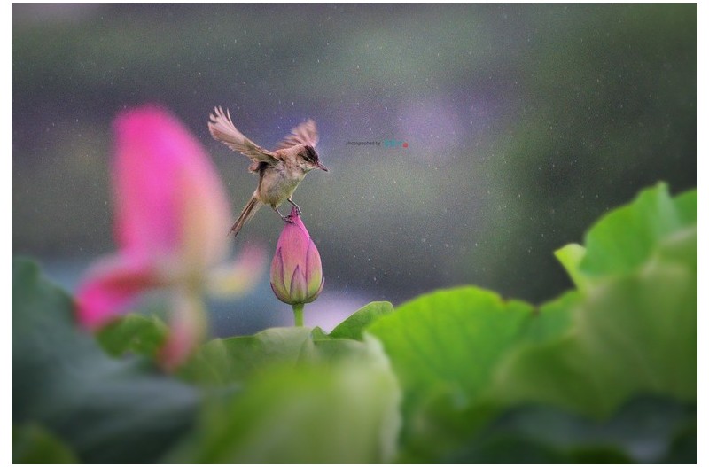 20220718#우중만남 주남개개비...