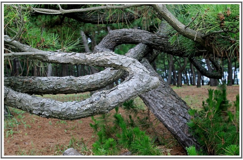 회귀 한 소나무