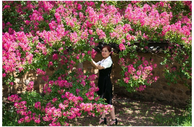 내가 좋아하는 목백일홍