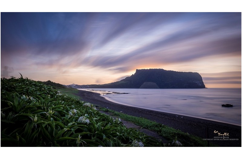 문주란꽃과 일출봉