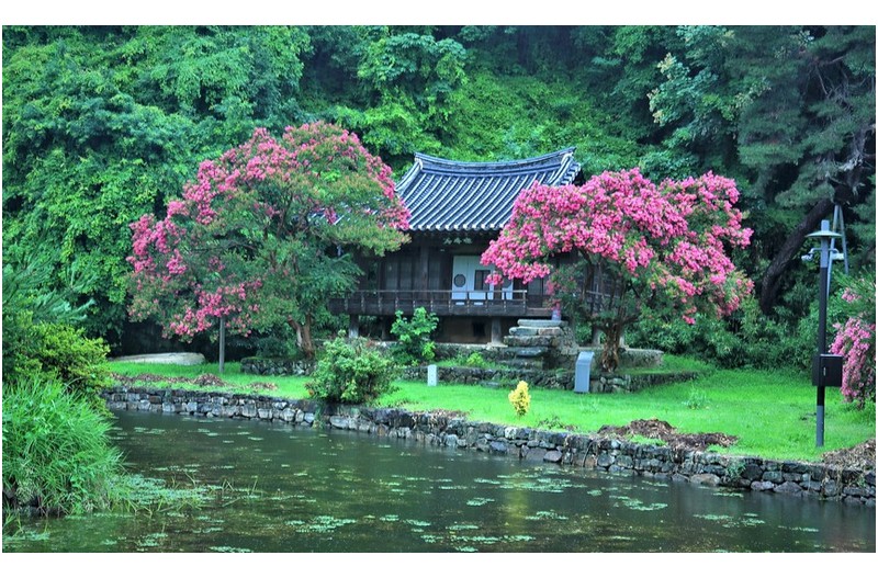 채미정의 베롱꽃