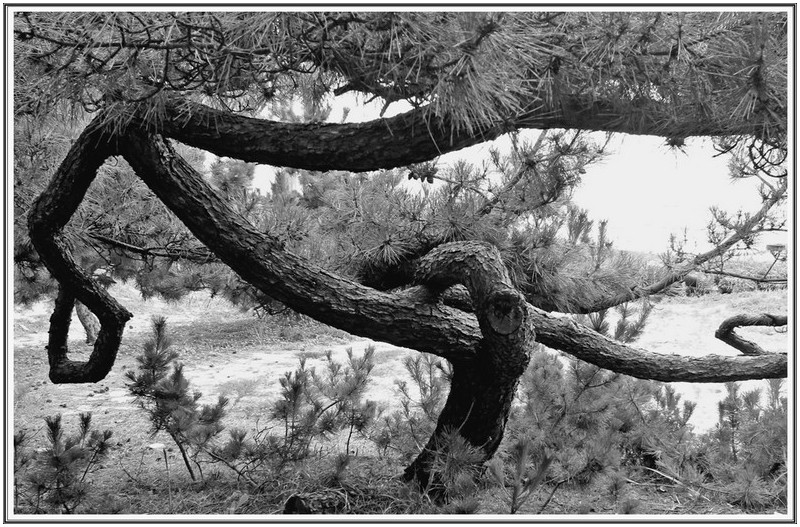 해변 에 소나무