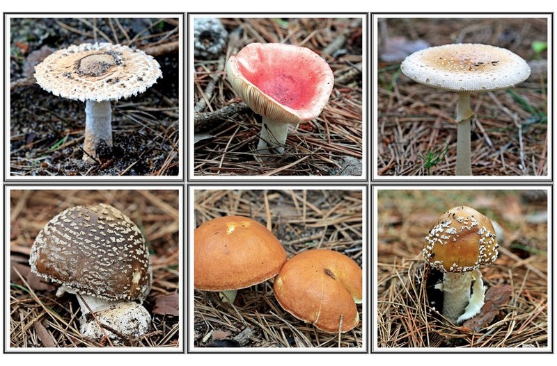 이름 모를 버섯