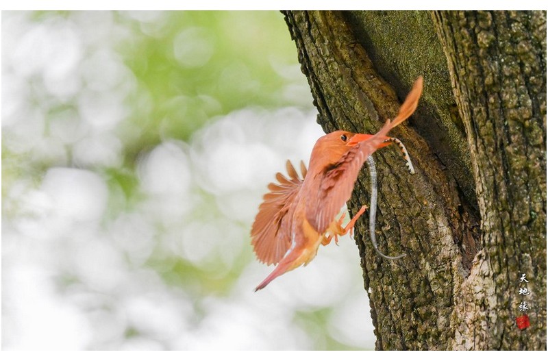 호반새먹이활동