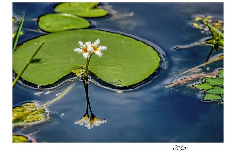 하얀 어리연꽃