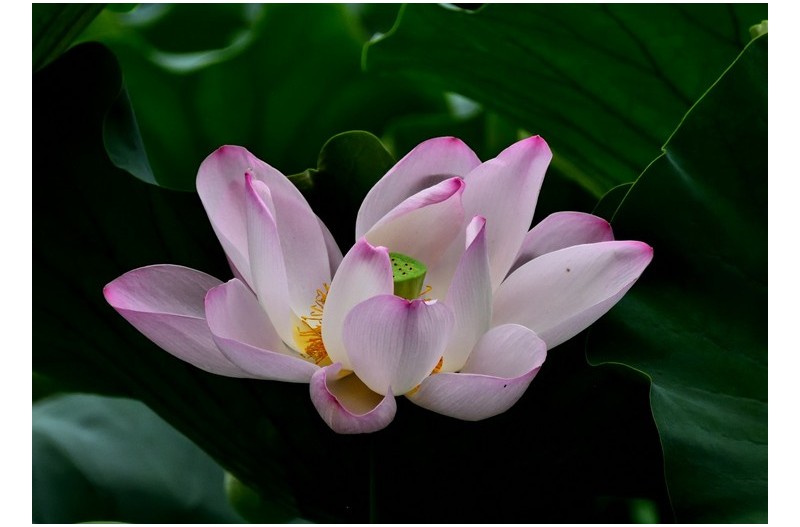 7월의 연꽃향기