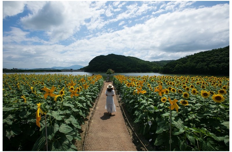 해바라기가 있는 풍경