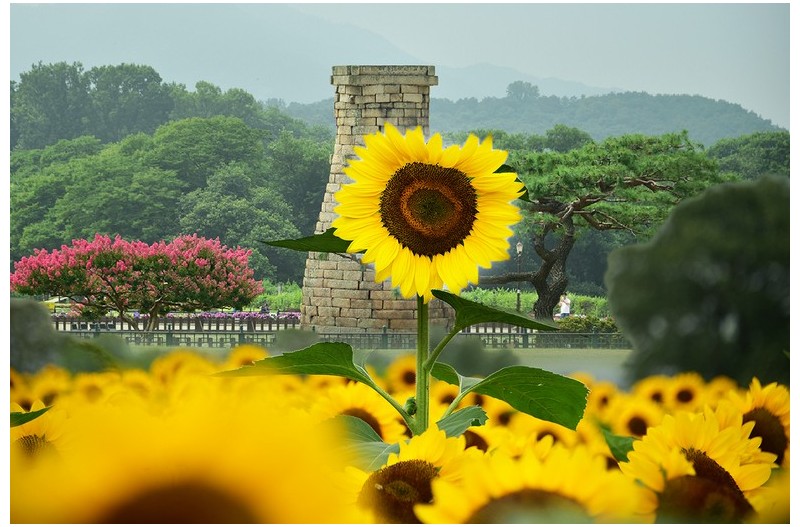 첨성대 해바라기