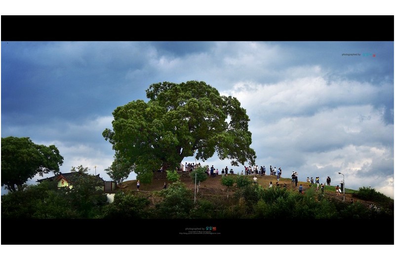 20220801#주남저수지 옆 우영우팽나무 언덕에서...