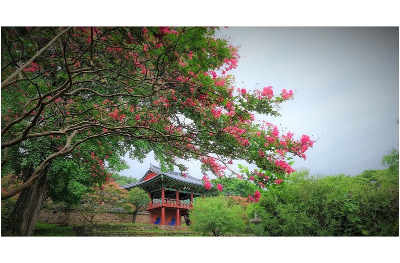 도동서원 베롱꽃