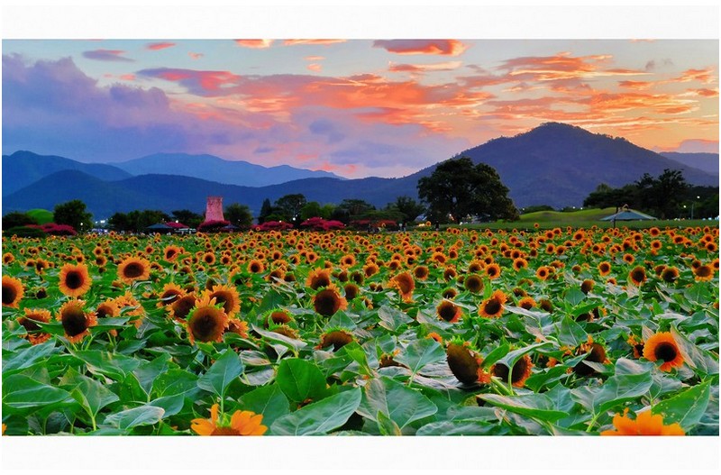 해바라기 풍경