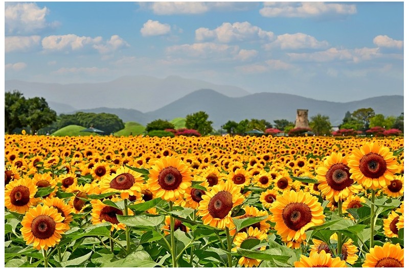 ^(^첨성대 코스모스^^~