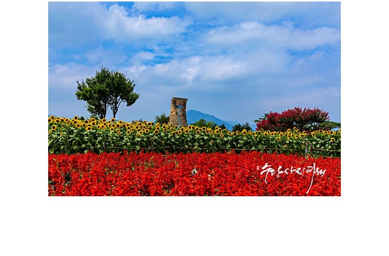 해바라기와 사루비아