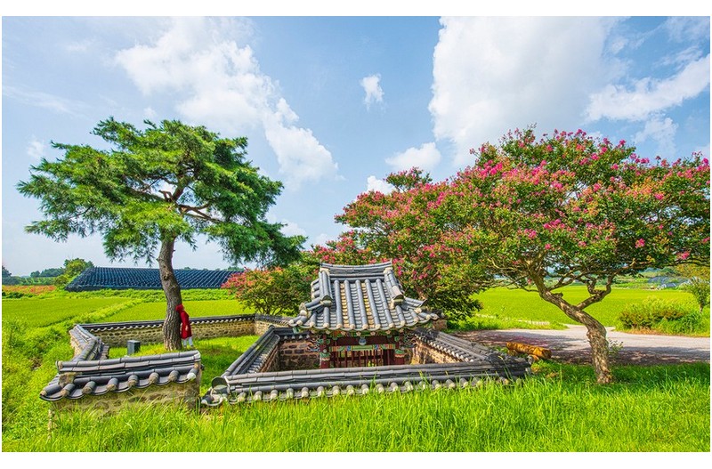 소나무와 목 백일홍