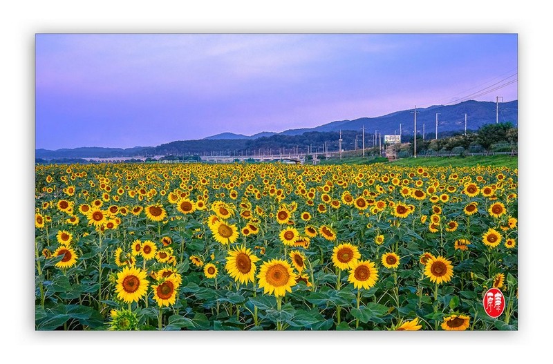 8월의 해바라기