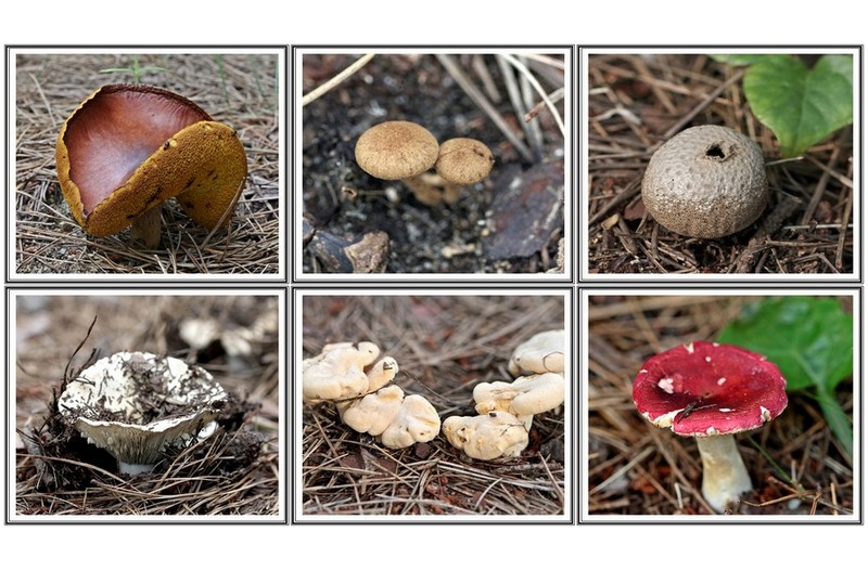 이름 모를 버섯