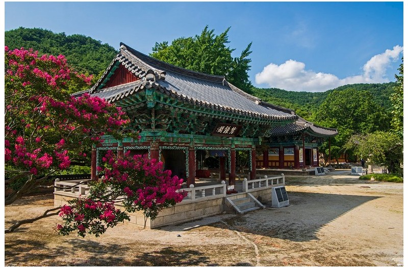 금산사베롱꽃 절정