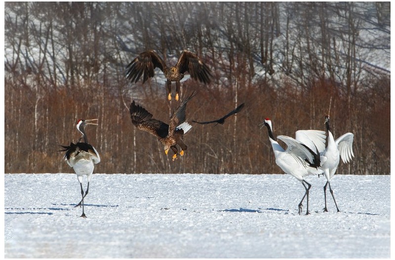 흰꼬리수리의 습격
