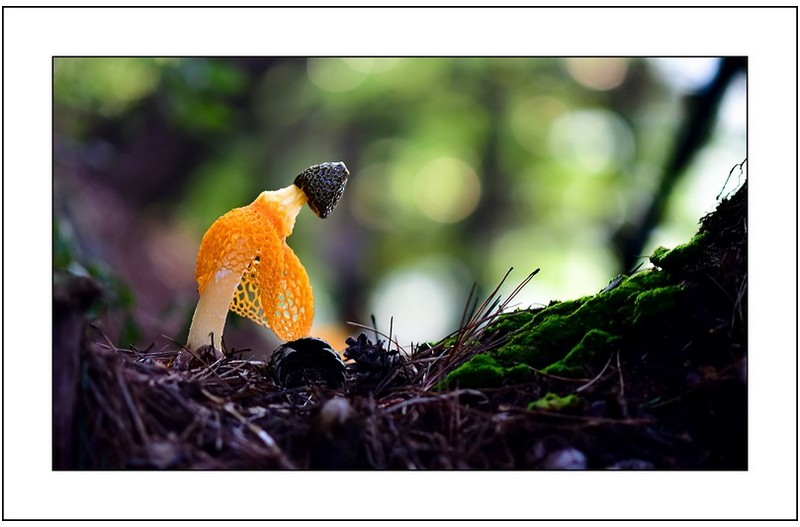 노랑망태버섯,,,