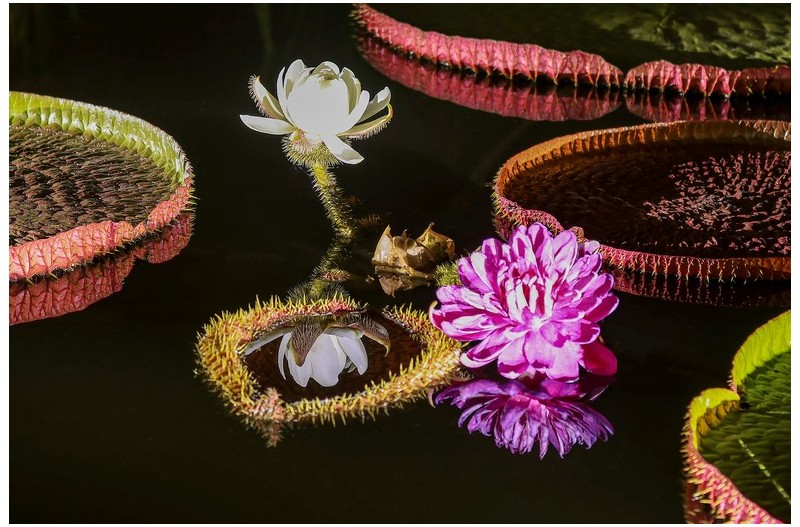 빅토리아연 대관식