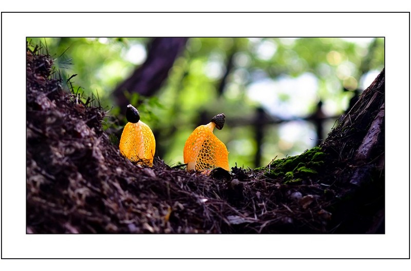 노랑망태버섯자매,,