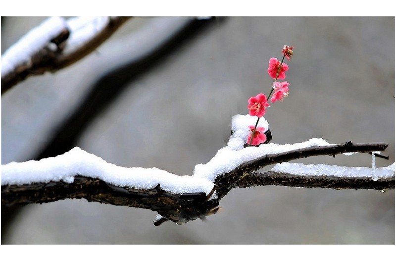 설중매화