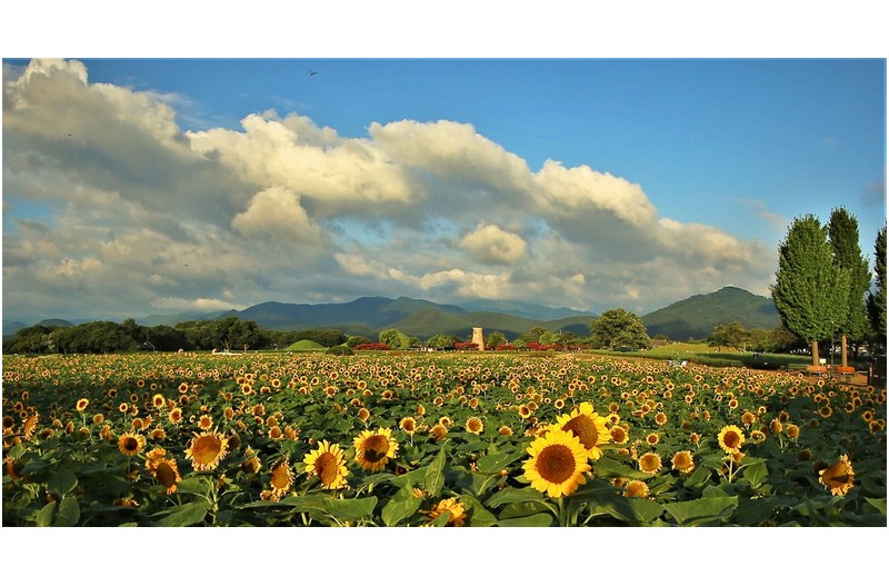 경주 해바라기