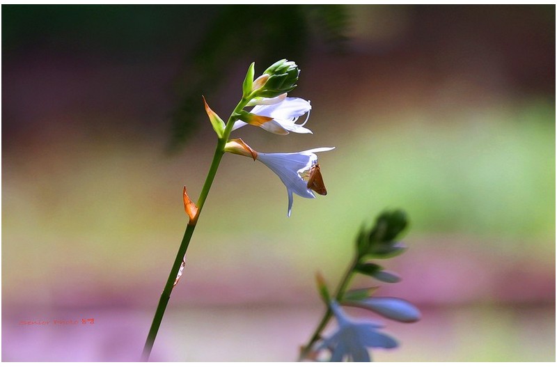 들꽃 학습원   ㅡㅡㅡㅡㅡㅡㅡㅡㅡㅡㅡ