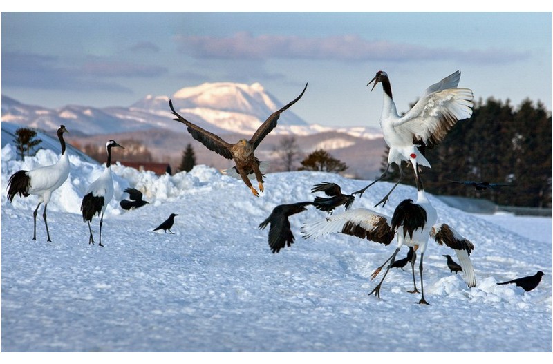 흰꼬리수리의 습격