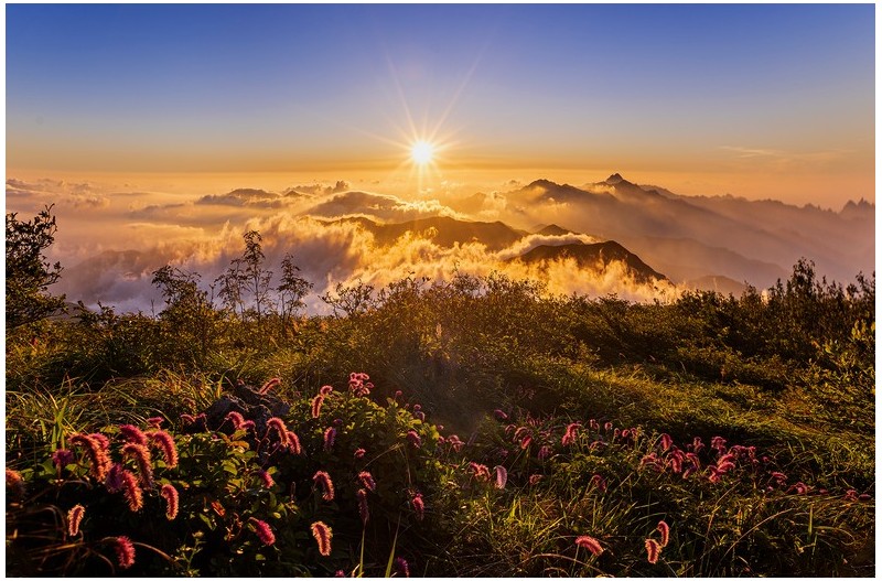 산오이풀이 보이는 풍경