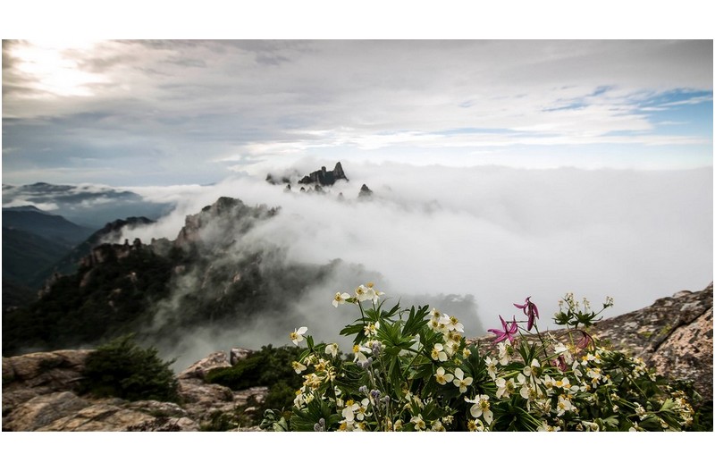 꽃이 있는 풍경