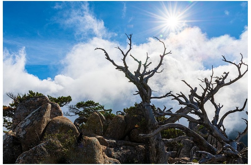 설악고목의 기상(氣像)
