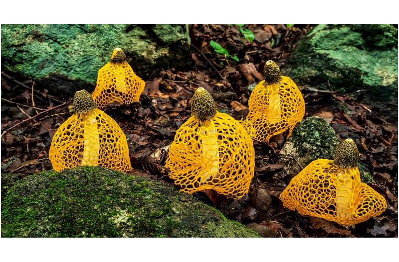 여명~아무것이나 찍었다고 사진이 아니라고 노란 망태버섯이 가르쳐준다.